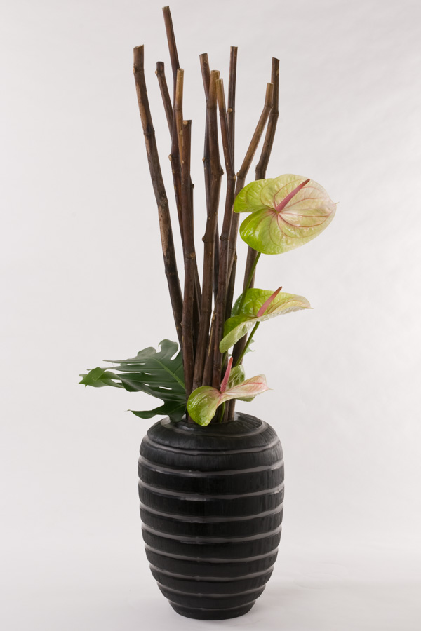 poligonum_monsterablatt_anturium