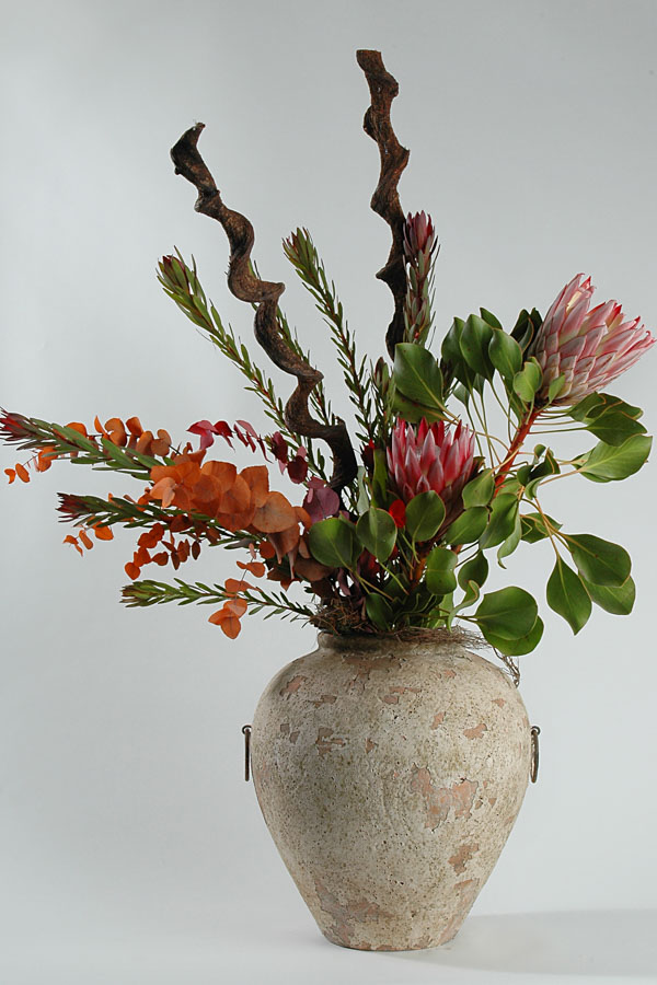 protea_leucadendron_safari_eucalyptus_cinerea