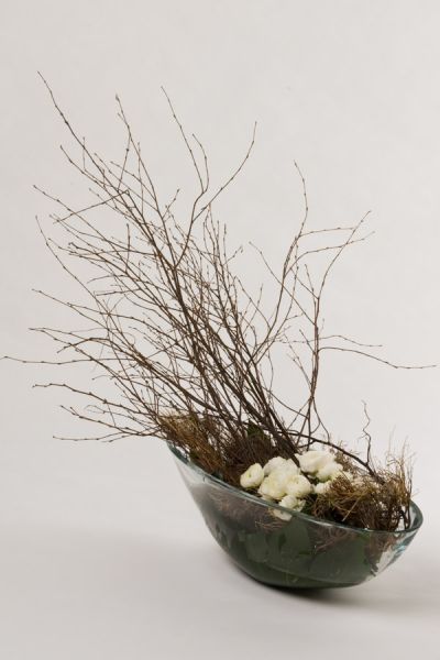 ranunkeln_birkenzweige