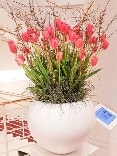 quitten_fransoezischetulpen_lodenfrey