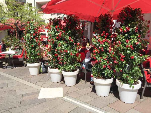 sommer_bepflanzung_mandevilla_diplodenia_bella italia