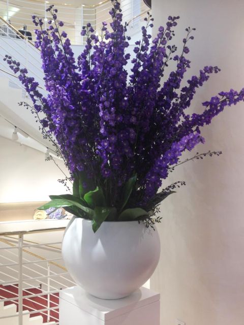 delphinium_lodenfrey