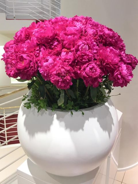 pfingstrosen_helen_hayes_lodenfrey