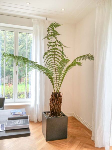 zimmer_buero_bepflanzung_begruenung_farn_aus_madagaskar