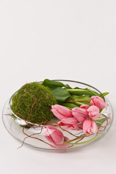 franzoesische_tulpe_cornus_moos