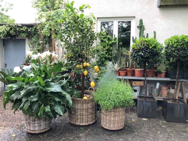 eingang_the_flower_company