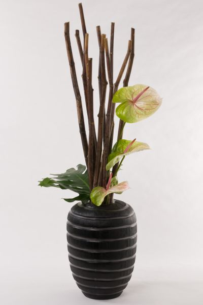 poligonum_monsterablatt_anturium