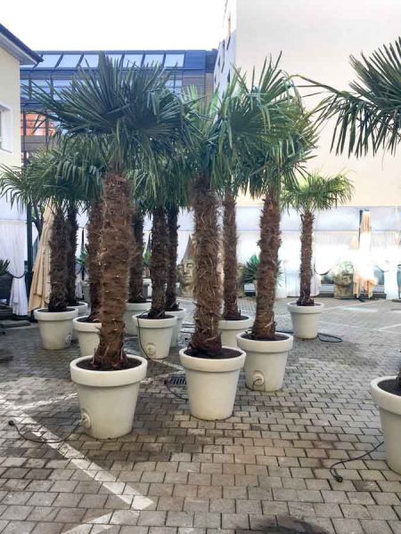 sommer_bepflanzung_palmen_hanf_palmen_pflanzen_vermietung_hugos