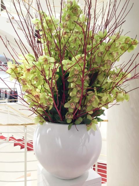 cymbidium_cornus_lodenfrey