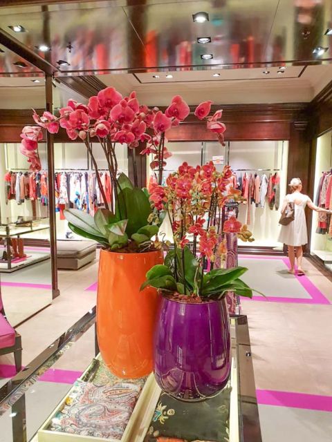 phalaenopsis_etro