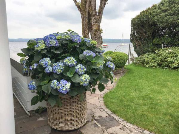 hortensien_bepflanzung_terrasse_privat_haus_starnberger_see