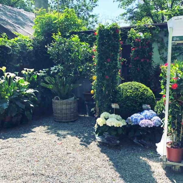 eingang_bepflanzung_the_flower_company