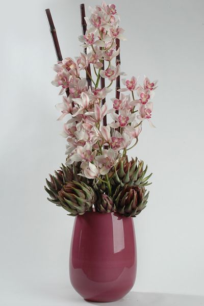 cymbedien_zuckerrohr_artischocken