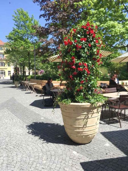 sommer_bepflanzung_mandevilla_diplodenia_gasteig