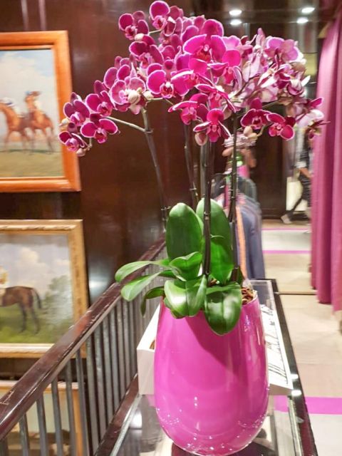 orkidee_phalaenopsis_etro_blumen_abo