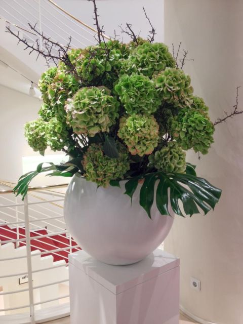 bonsai_hortensien_lodenfrey_blumen_abo