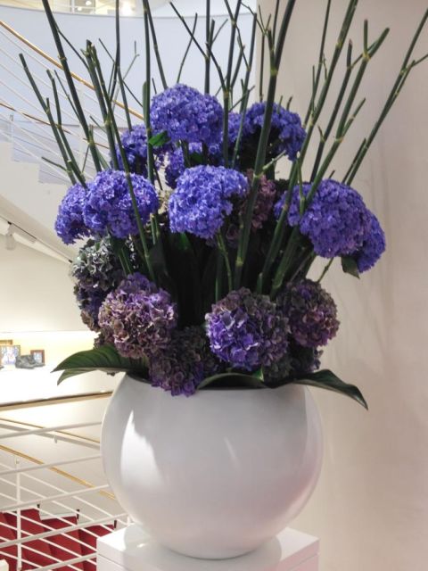 oligonum_hortensien_lodenfrey