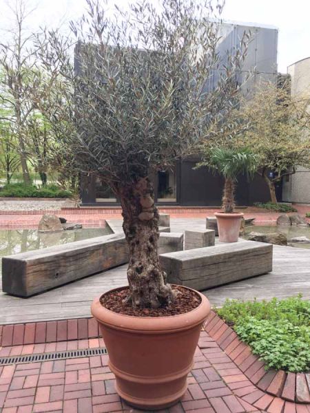 olivenbaum_pflanzen_vermietung