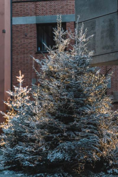 weihnachtsbaum_verleihung_schaefllerhof