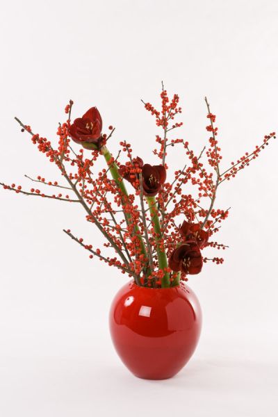 amaryllis_royal_velvet_ilex