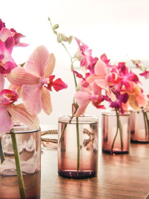 dendrobium_showroom