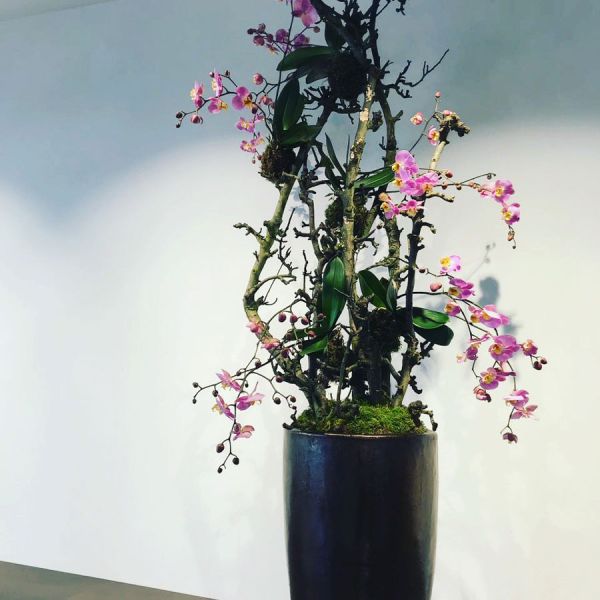 birnen_stamm_orkidee_ingla_laden_deko