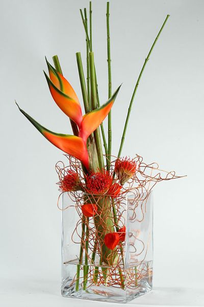 nutans_helikonien_physalis