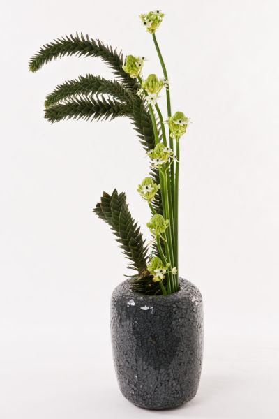 affenschwanz_ornithogalum