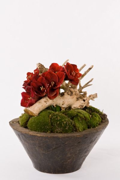 amaryllis_ferrari_bollmoos_baumwurzel