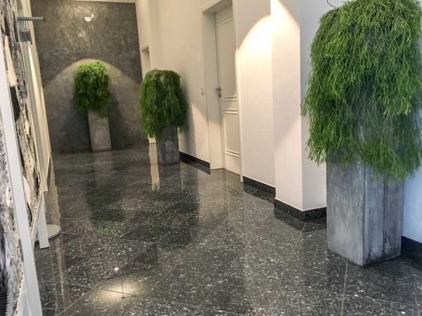 buero_bepflanzung_raum_begruenung_rhipsalis_pingus