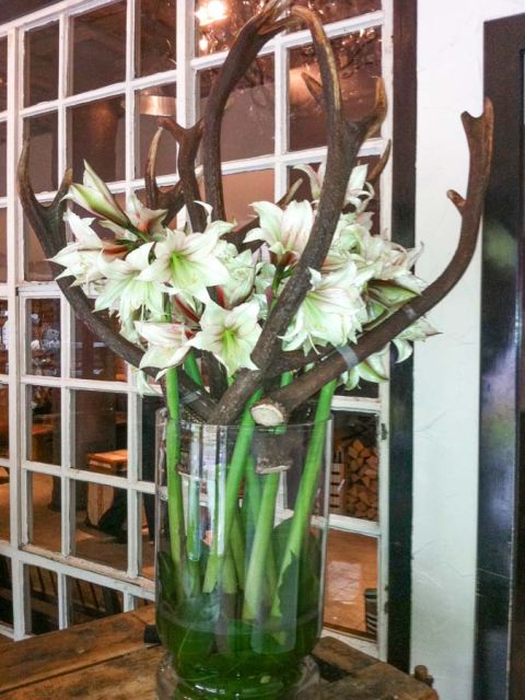 hirschgeweih_amaryllis_labaracca_blumen_abo