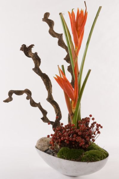 helikonien_musa_hagebutten_bollmoos