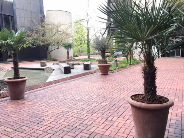 eingang_bepflanzung_palmen_verleihung_vermietung_mediterana