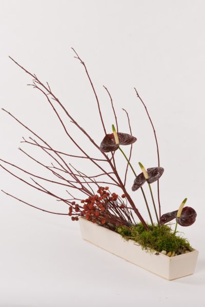 cornos_minianthurien_hagebutte