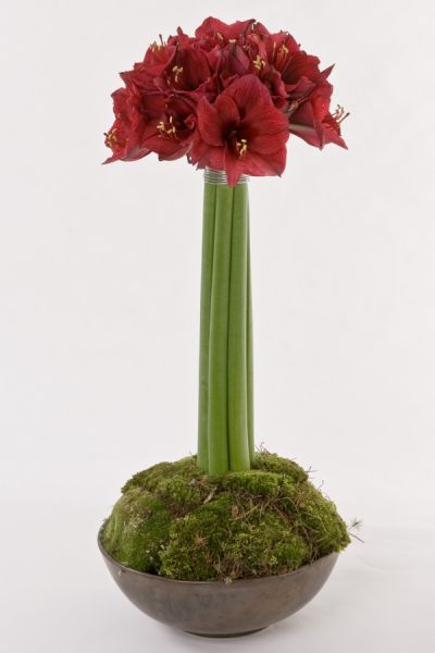 amaryllis_bollmoos