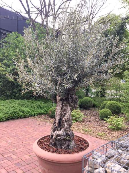 hof_begruenung_bepflanzung_olivenbaum_pflanzen_vermietung_mediterana