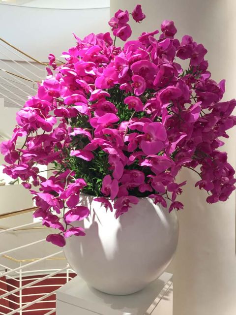 orkidee_phalaenopsis_lodenfrey_blumen_abo