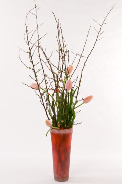 quitten_franzoesische_tulpen