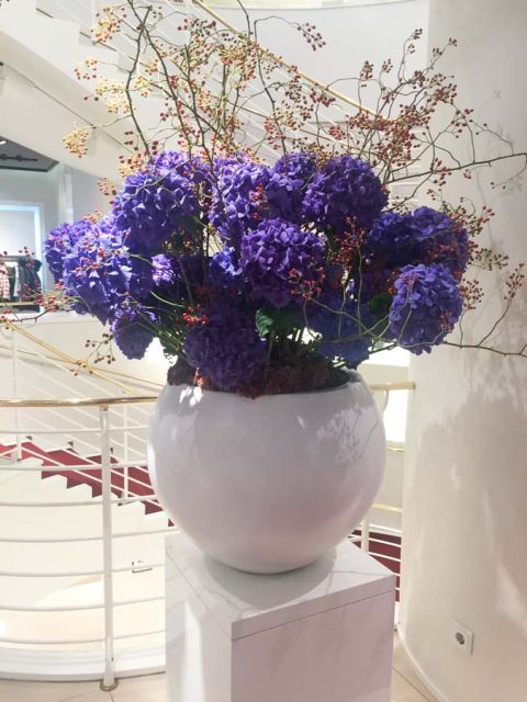 hortensien_hagerbutte_lodenfrey_blumen_abo