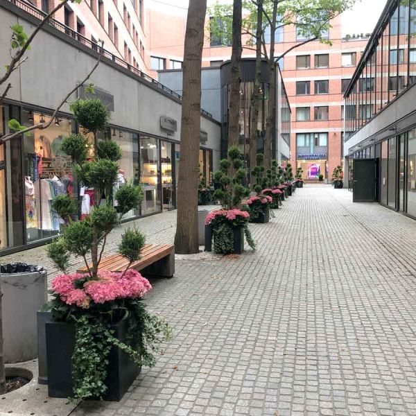 hof_bepflanzung_pon_pon_hortensien_schaefflerhof