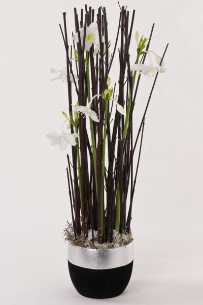 eucharis_cornus_blumenabo_showroom
